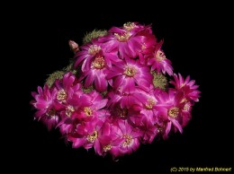 Sulcorebutia vasqueziana ssp. alba HS76 1219